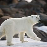 William Bear - @william_bear - Instagram