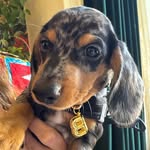 William Bear - Aka Billy Bear 🐻 - @billybearthedoxie - Instagram