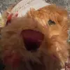 William the bear :) - @william_is_epic - TikTok