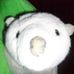 William The Polar Bear - Facebook