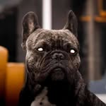 William Bellier - @williambellier - Instagram