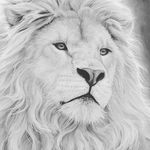 William Belser - @webbedbel - Instagram