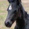William Bidwell - @william.bidwell6 - TikTok