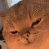 williambiestervel - @willdabiest - TikTok