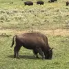 William Bisson - @william.bisson4 - TikTok