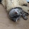 william.blom - @hilda1251 - TikTok