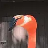 William Bodenhamer - @williambodenhamer - TikTok