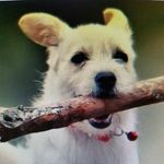william Bowes - @real_pet_food - Instagram
