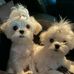 William Branson - Facebook