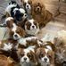 James William AKC Mix breed puppies available - Facebook