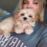 pet breeder - @mar_william_breedz - Instagram