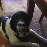 Steve William Breunig - @steve_the_mastiff - Instagram