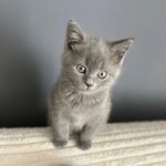William the Brilliant - @williamthebrilliant - Instagram