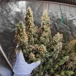 Bross William - @brosswilliam420 - Instagram