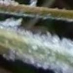 William Brownstein - @williamaldehacfeaiid - Instagram