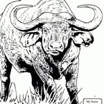 William Buffalo - @william_buffalo - Instagram