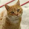 william caesar - @rajamandaala - TikTok
