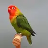 William Caesar - @2175635664 - TikTok