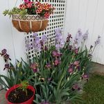 William Carleton - @shelby9314 - Instagram