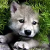 @william.roselli - @william.roselli540 - TikTok