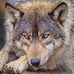 William Corriveau - Facebook