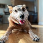 William Caruso - @wdcaruso - Instagram
