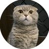 user69037961788 - @william_catt1 - TikTok
