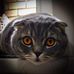 William Catt - Facebook
