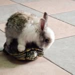 William H Chamberlin - @turtlebunnykitten - Instagram