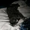 williamchamberlin - @williamchamberlin - TikTok