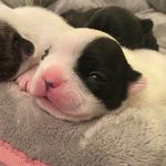 Duke Chesterman-Williams - @the.little.duke - Instagram
