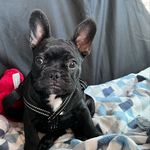 PJ Chesterman-Williams - @pj.frenchie - Instagram