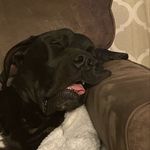Hank William Clouse - @bigdanehank - Instagram