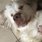 William Clumberspaniel - @william.clumberspaniel - Instagram