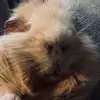 King Coco🤍 - @coco.william.collins - TikTok