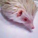 William Coco the 2nd - @williamcocothehedgehog - Instagram