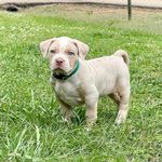 William Colvin - @topbarbullies - Instagram