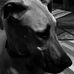 William Comstock - Facebook