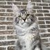 Mike William Maine coon - Facebook