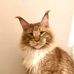 Mike William Maine coon kitten - Facebook