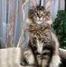 William maine coon kittens - Facebook