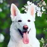 William Cornwall - @puptown_junction - Instagram
