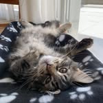 William et Syann sont cousins - @maine_coon_cousins - Instagram