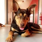 Lewis 🐾🐶 - @william_creek_kelpie - Instagram