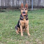 William Croy - @bayou_irish_fan - Instagram