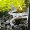 William Curb - @frogsandfriends88 - TikTok