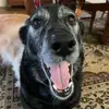 williamdepue - @william.depue - TikTok