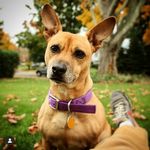 Harris official - @williamdevault0 - Instagram