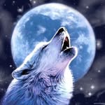 William Dever - @wd_wolf - Instagram