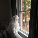 Mr. Bill - @william_wadsworth_deville - Instagram